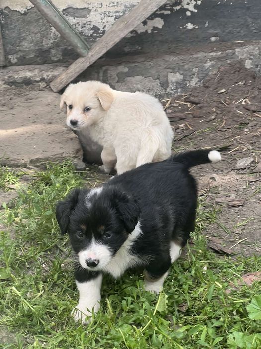 Віддаємо в добрі руки цуценят