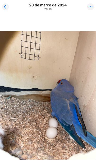 Casal Ring neck violeta