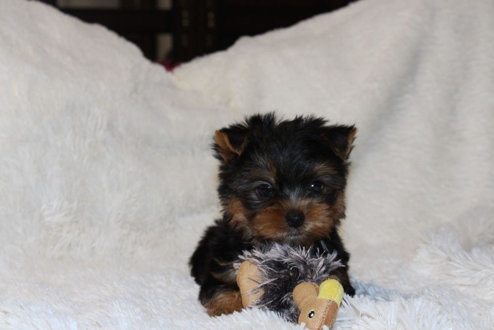 Продам цуценяток Йорка