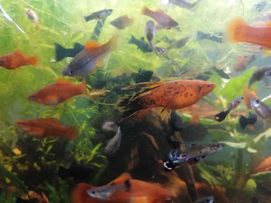 Rybki akwariowe mieczyki i molinezje