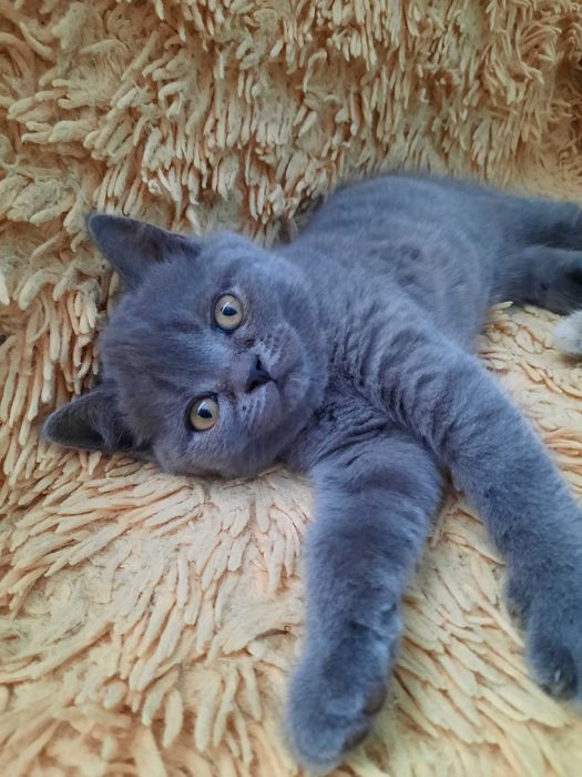 Кошеня Шотландське