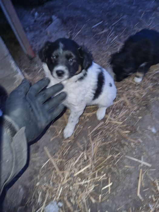 Biało czarna suczka do oddania