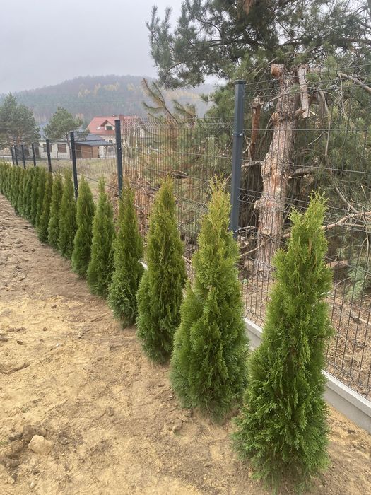 Tuje Szmaragd 140-150cm ‼️DOSTAWA ‼️ SADZENIE ‼️ Producent