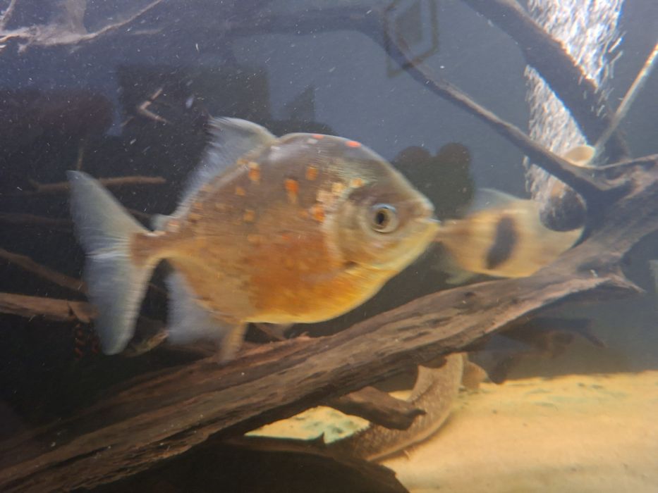 Ryba płaskobok myloplus rubriprinnis