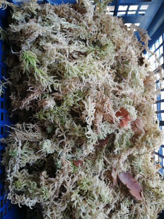 Мох сфагнум. Сухий. 1 л 10 грн з мусором.