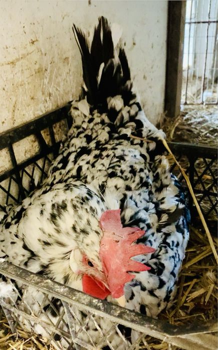 Легорн Далматинець яйця, курчата і півники