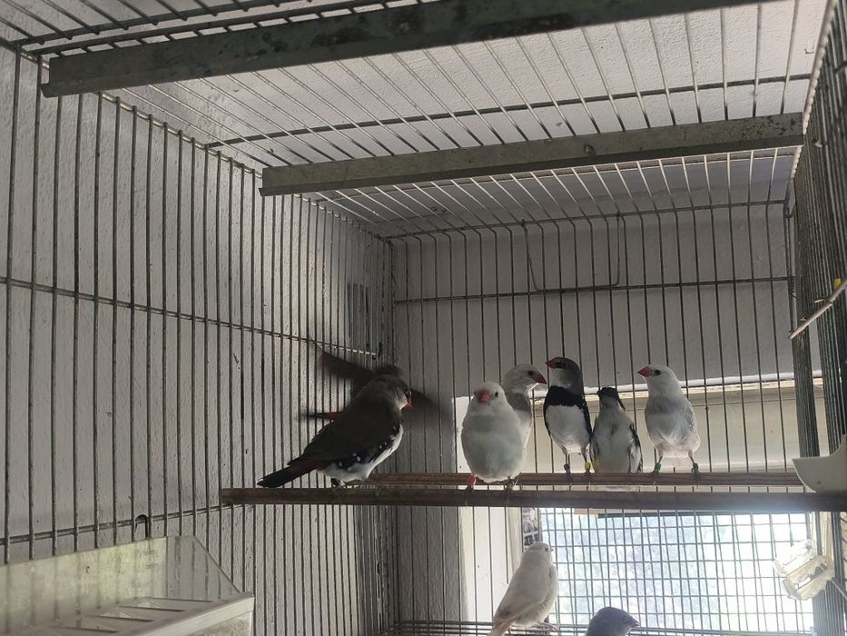 Diamantes Sparrows aves de 2026