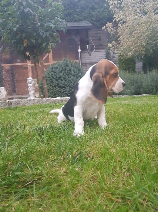 Beagle sunia piękna