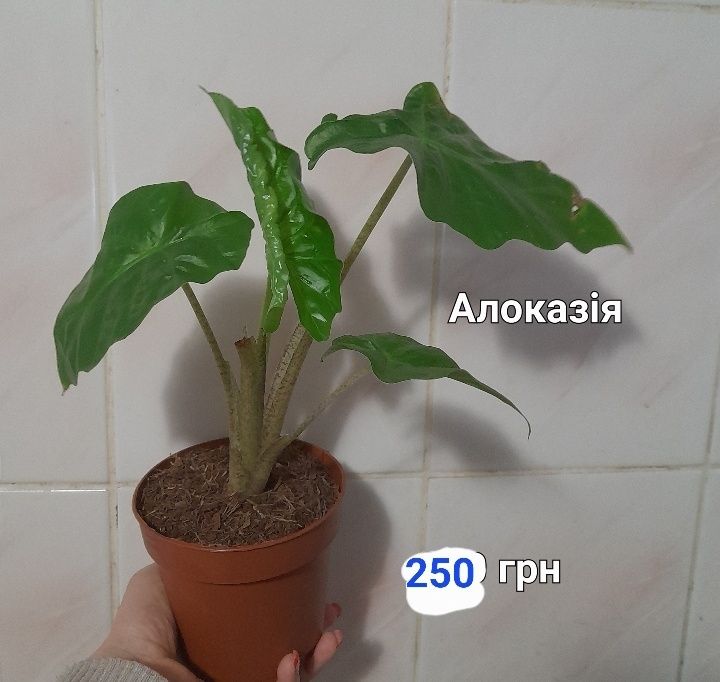 Крассула, спатифілум,  ноліна, драцена