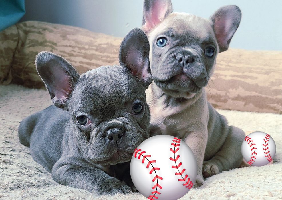 Цуценята французького бульдога