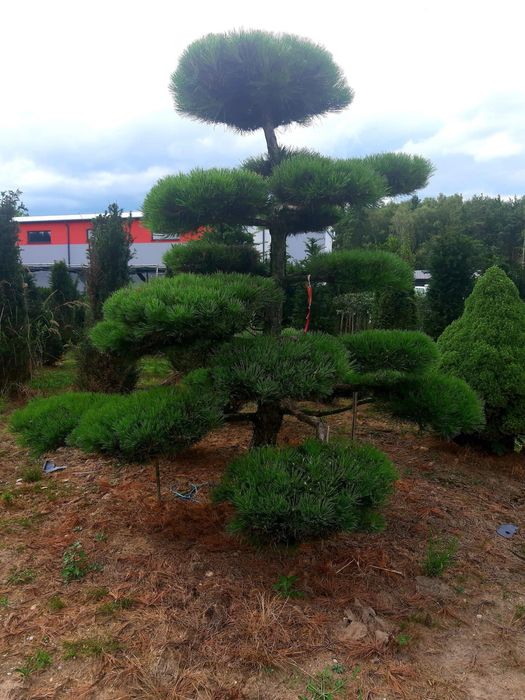 Bonsai-Niwaki formowane sosna cis jałowiec. Laurowiśnia jodła szmaragd