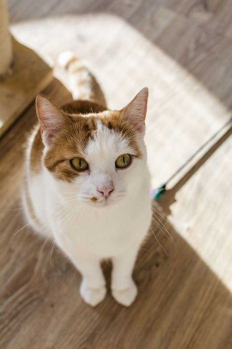 Farcik kochany rudy kawaler szuka domu