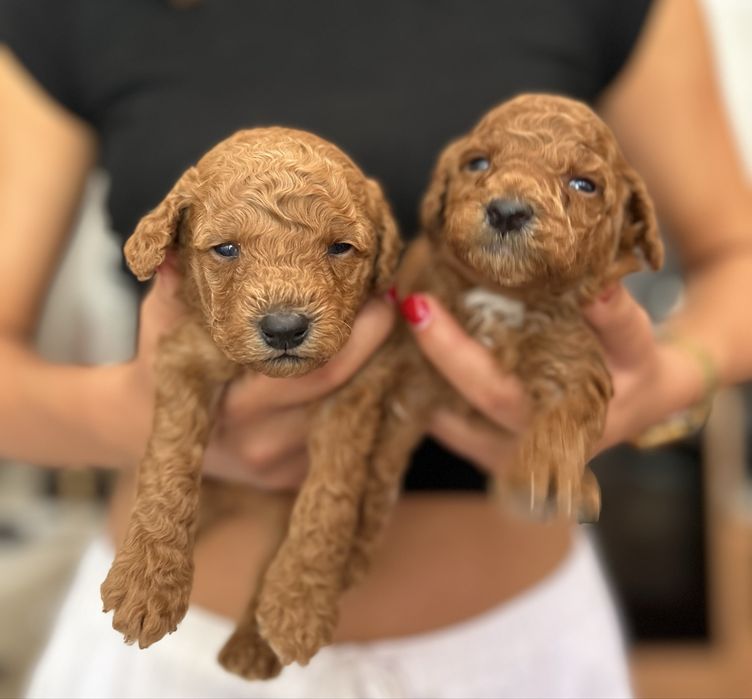 Poodle Toy Red Macho PARA CRUZAR