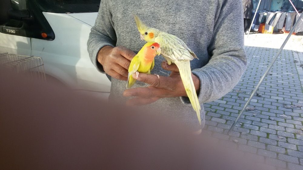 Vendo diamantes mandarins de bochecha preta