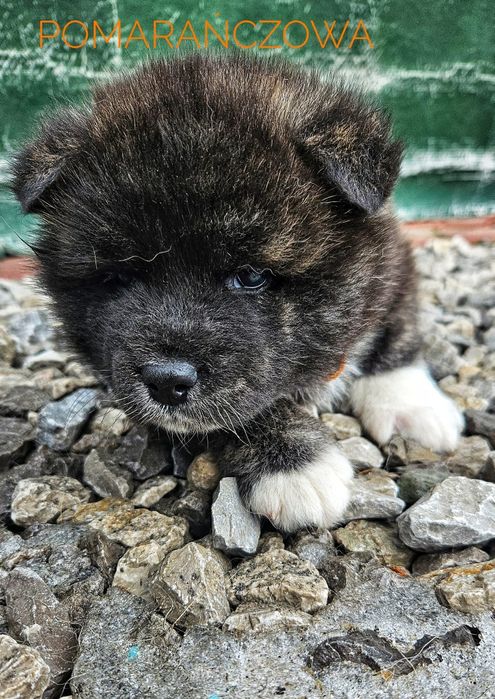 Akita Inu zarezerwowana