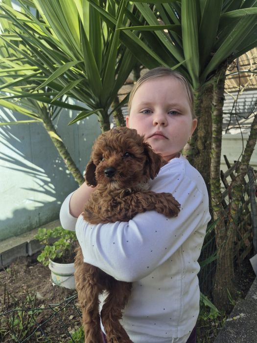 Caniche toy Red Braun