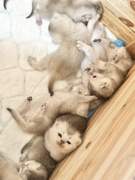 Шотландські  кошенята