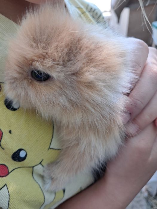 Sprzedam króliki miniaturki teddy