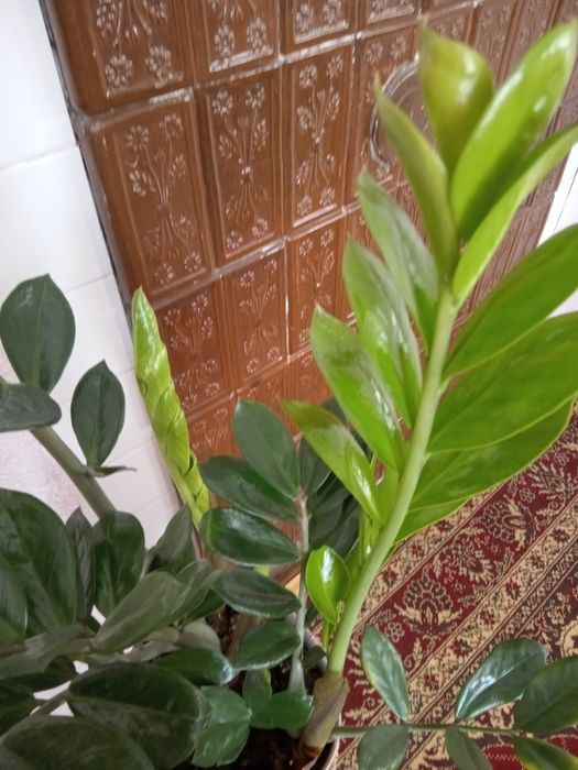 Заміокулькас вазон