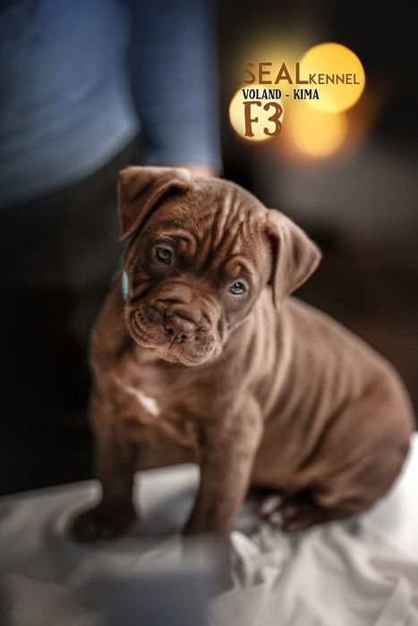 Щенки питбуля от самого титулованого кобеля в мире