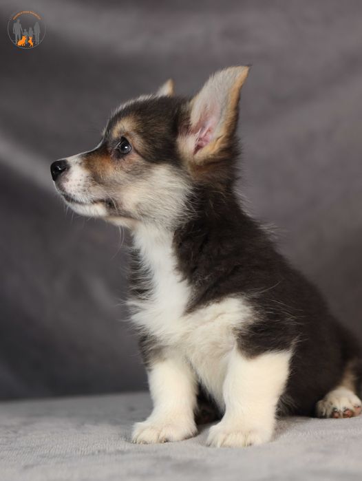 Welsh Corgi Pembroke po Championie