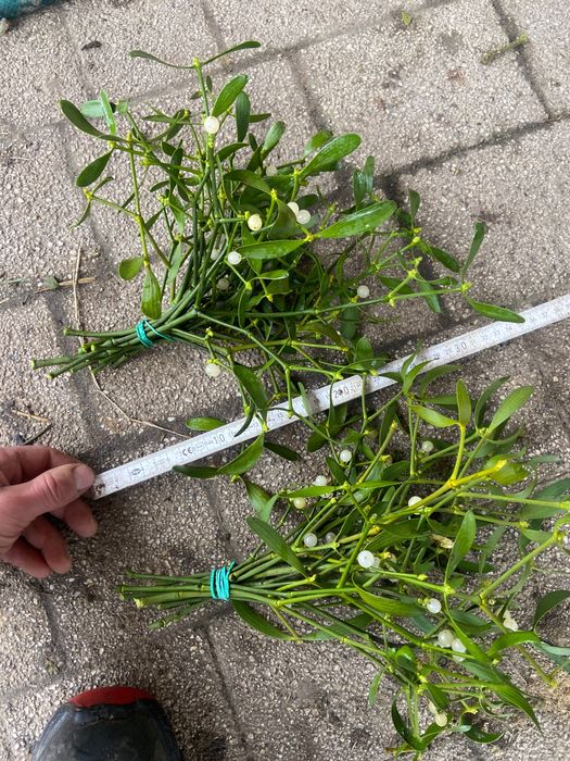 Jemioła Pęczki kule