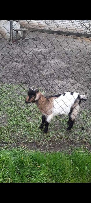 Продаю козлят, 2месяца , 2 козочки и 1 козёл