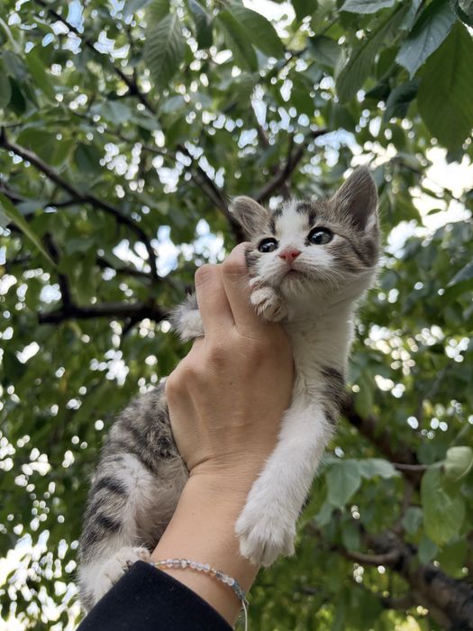 кішечка в добрі руки