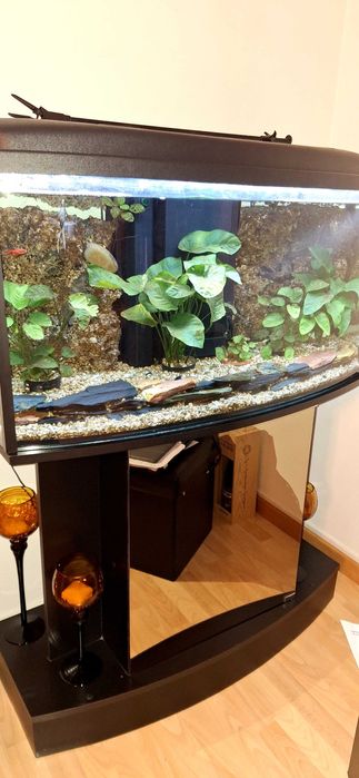 Vendo Aquario 200 litros personalizado