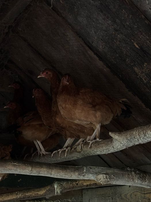 Sprzedam kury nioski