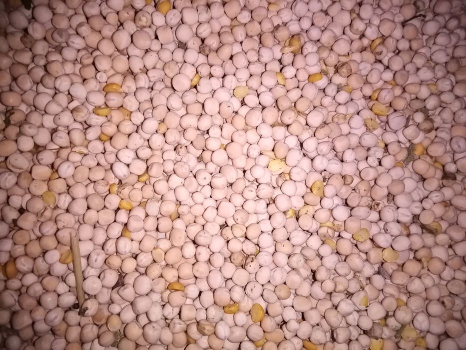 Groch siewny Olimp 2025 poplon