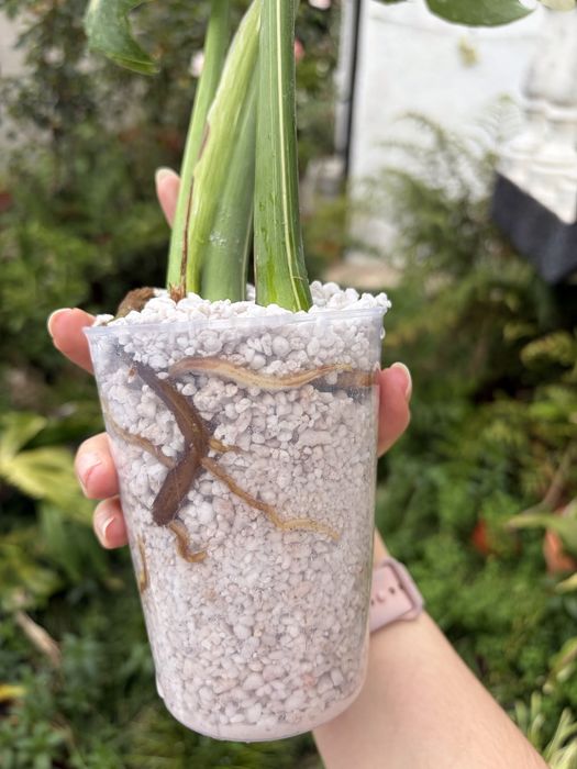 Monstera Thai Constelation
