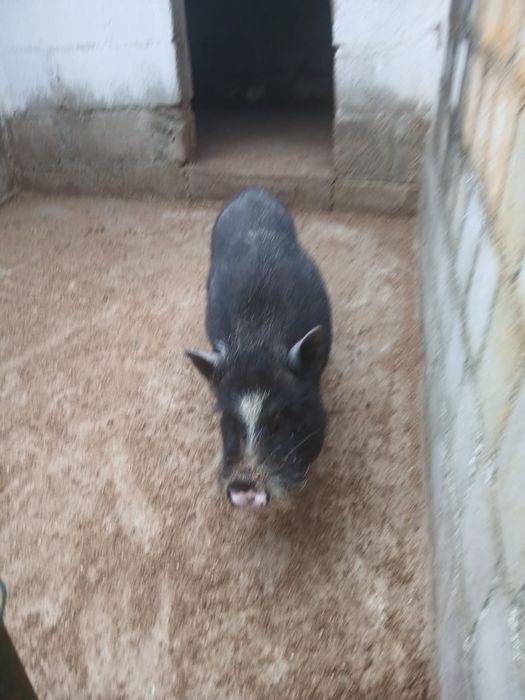Porco Vienemita preto e branco