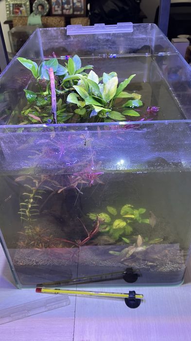 Plantas, rochas, troncos de aquario