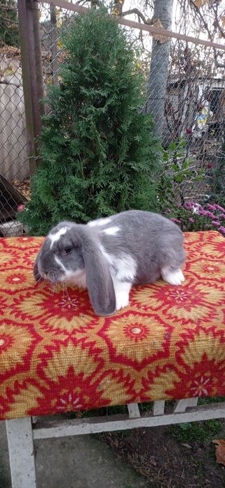 Міняю кролики та кури на зерно