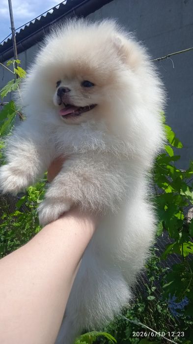 Продам щенка померанского шпица
