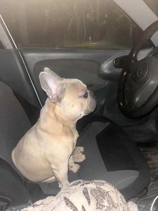 Вязка французкий бульдог