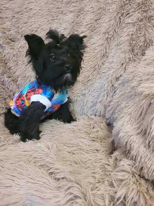 Yorkshire Terrier Black