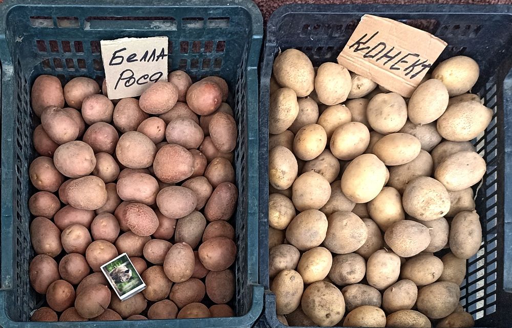 Картопля посадкова, 1-2 репродукції