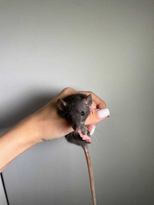 Милі ручні щурики пацючки для вас