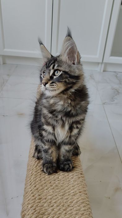 Maine coon rodowód FPL