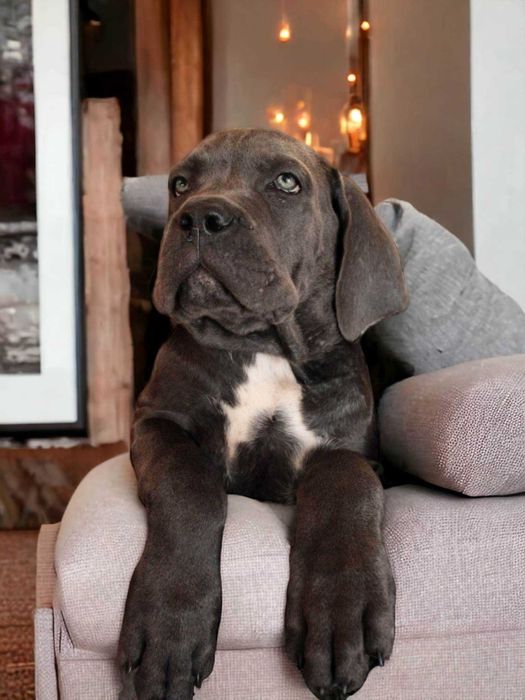 Продається Кане-Корсо