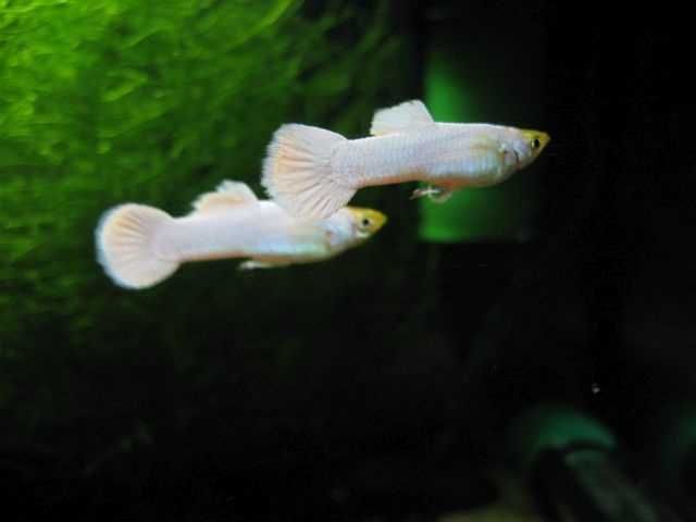 GB Gupik Snow White - dowóz ryb!