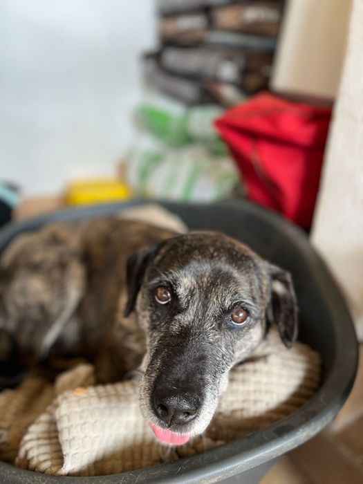 Jane- a cadela mais antiga do abrigo!