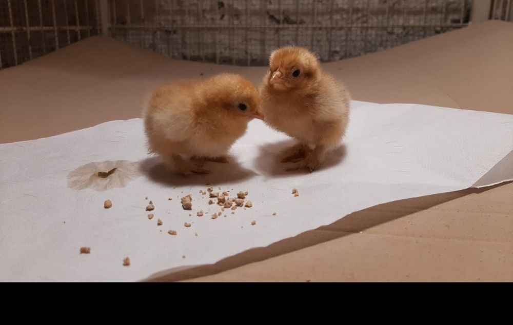 Araucana, marans,australorp, silka,vorwerk,fawerolla, chabo,lakenfelde