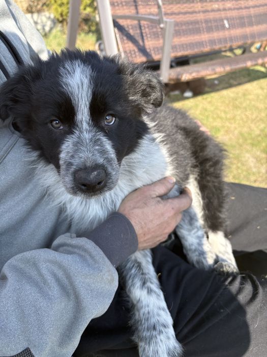 Suczka Border Collie biało-czarna