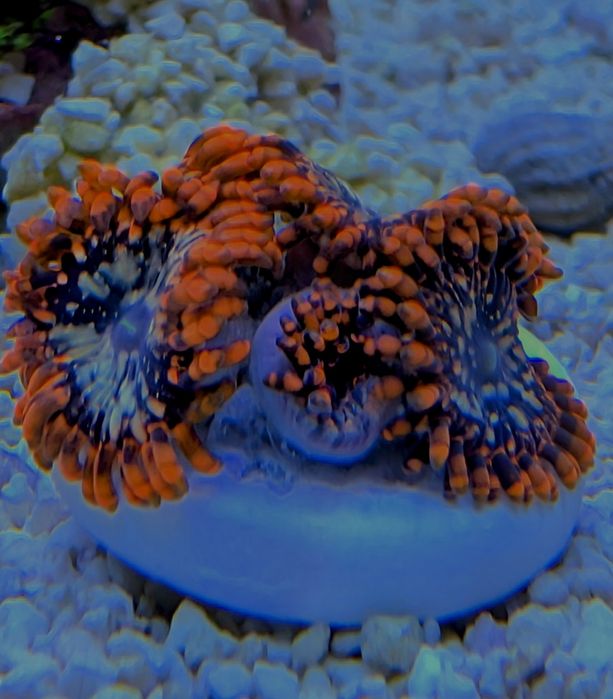 Fraga zoanthus Utter Chaos