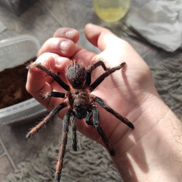 Sericopelma Santa Catalina