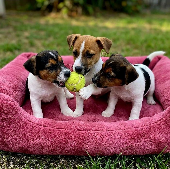 Jack Russell terrier szczenie