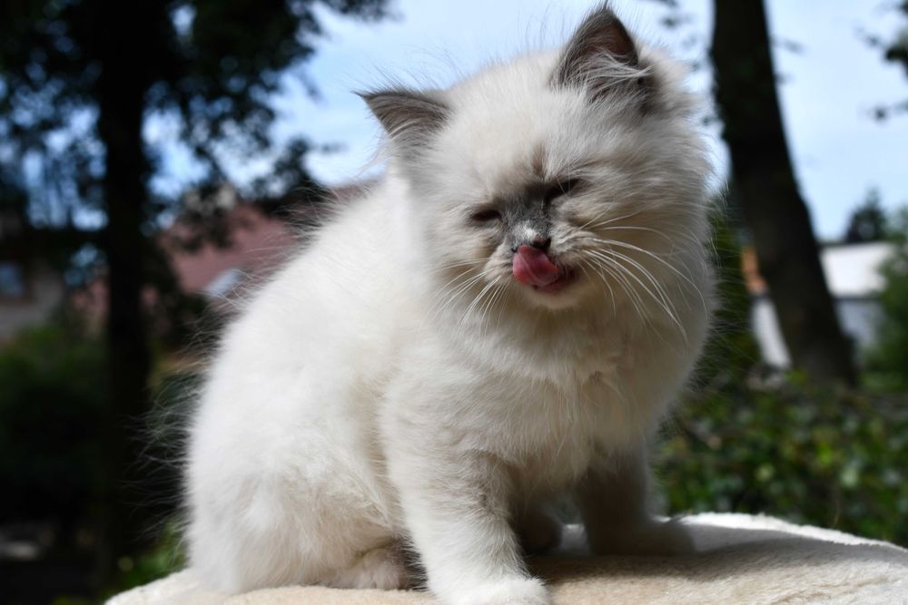 Ragdoll kotka LILLY